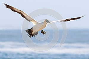 Cape gannet - Morus capensis in flight