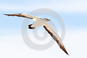 Cape gannet - Morus capensis in flight