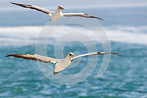 Cape gannet - Morus capensis in flight