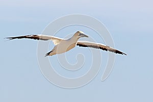 Cape gannet - Morus capensis in flight