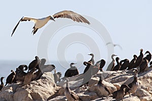 Cape gannet - Morus capensis in flight