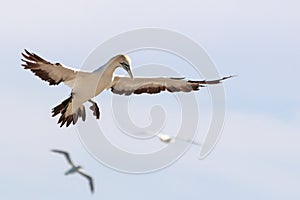 Cape gannet - Morus capensis in flight