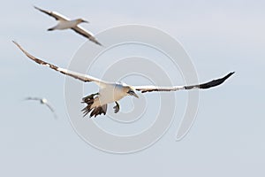 Cape gannet - Morus capensis in flight