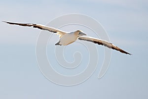 Cape gannet - Morus capensis in flight