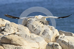 Cape gannet - Morus capensis in flight