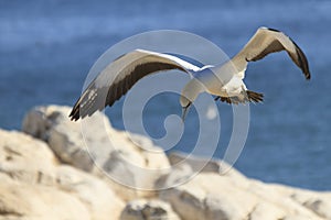 Cape gannet - Morus capensis in flight