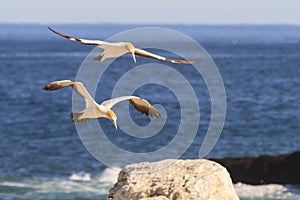 Cape gannet - Morus capensis in flight