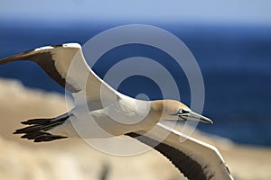 Cape gannet - Morus capensis in flight