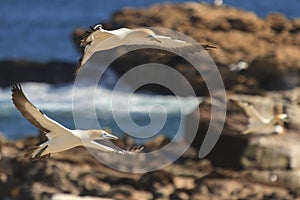 Cape gannet - Morus capensis in flight