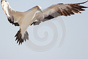 Cape gannet - Morus capensis in flight landing