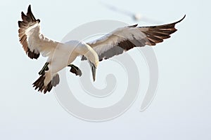 Cape gannet - Morus capensis in flight landing