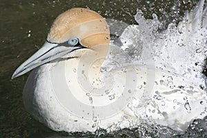 Cape gannet splashing