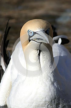 Cape gannet staring