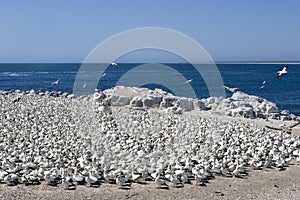 Cape Gannets Morus capensis