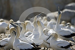 Cape Gannets Morus capensis South Africa