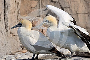 Cape Gannets