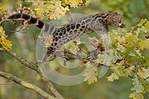 Cape genet in tree