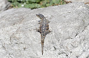A Cape Girdled Lizard, Cordylus cordylus, perched on top of a sizable rock in its natural habitat. In South Africa