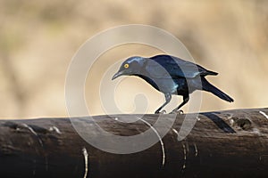 Cape glossy starling