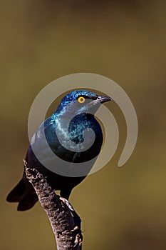 Cape Glossy Starling