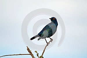 Cape Glossy Starling in Addo Elephant National Park