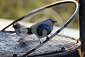 Cape glossy starling on a braai place with a sparrow in the background