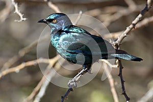 Cape glossy starling, Etosha