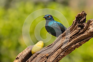 Cape glossy starling feeding on an apple