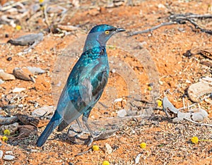 Cape Glossy Starling