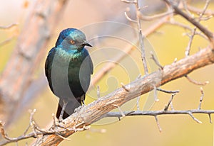 Cape Glossy Starling Lamprotornis nitens