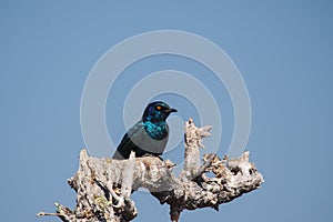 Cape Glossy Starling, Lamprotornis nitens in Etosha Park, Namibia