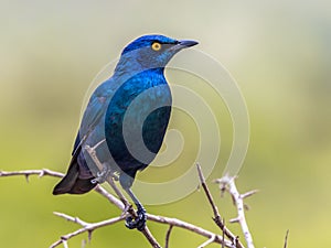 Cape glossy starling (Lamprotornis nitens) iridescent blue bird with yellow eye perched in bush with bright green background in