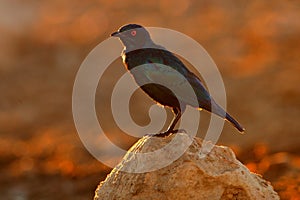 Cape Glossy Starling, Lamprotornis nitens, in nature habitat, orange evening light near the water. Detail close-up portrait with
