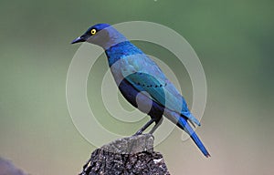 Cape Glossy Starling, lamprotornis nitens, South Africa