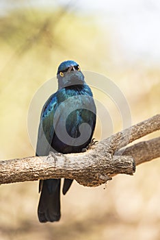 Cape glossy starling