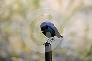 Cape glossy starling sit on a metall pipe