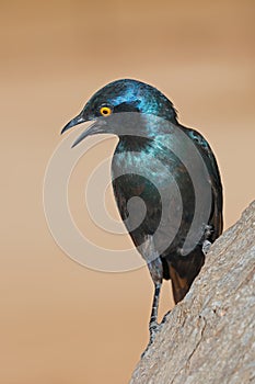 Cape glossy starling - South Africa