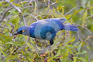 Cape Glossy starling on the tree