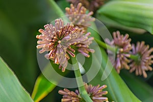 Cape of Good Hope, Dracaena,Dracaena fragrans,agavaceae,flower plant