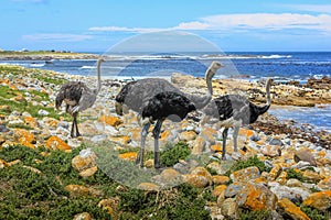 Cape of Good Hope Natural Reserve