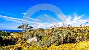 Cape of Good Hope Nature Reserve near the southern tip of the Cape Peninsul