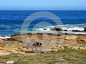 Cape of Good Hope view with ostriches, Cape town, South Africa