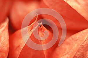 Cape gooseberry