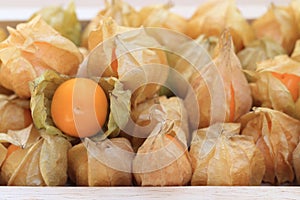 Cape gooseberry, brown autumn crops with one disclose leaf to see fruit