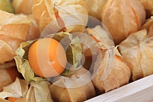 Cape gooseberry, brown autumn crops with one disclose leaf to see fruit inside photo