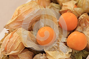 Cape gooseberry, disclose leaf to see the fruit inside