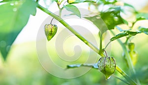 Cape Gooseberry on Growth Green Tree in Park