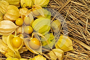 Cape Gooseberry Physalis Peruviana or Ground cherries, winter cherry, Physalis minima, Inca berry, Golden strawberry