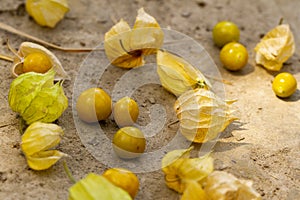 Cape Gooseberry Physalis Peruviana or Ground cherries, winter cherry, Physalis minima, Inca berry, Golden strawberry