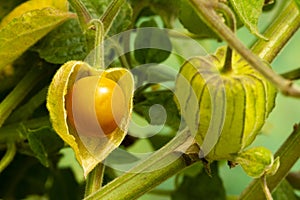 Cape Gooseberry Physalis Peruviana or Ground cherries, winter cherry, Physalis minima, Pygmy ground cherry, Golden photo